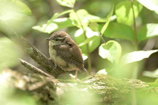 A tiny, fledgling Carolina Wren on a branch