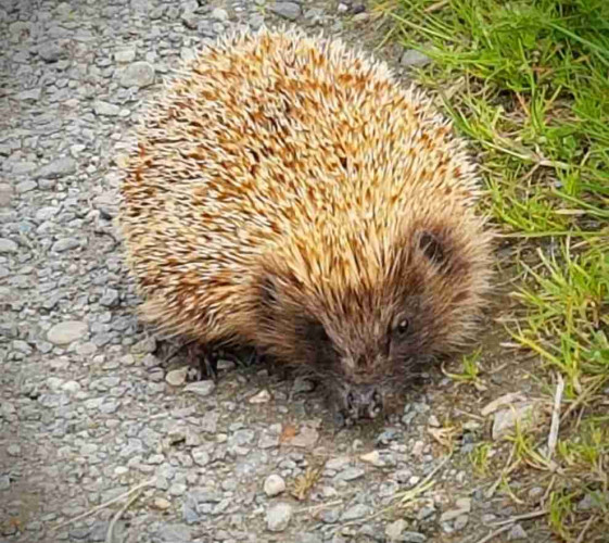 A tubby hedgehog on the edge of a road. The hedgehog has pale yellow spines and a dark face