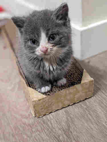 A very small very adorable grey kitten sits on top of a scratch pad. It has a little white hair around its mouth and a pink little nose. It also has white toes. It's big cute head had little pointy ears and it just looks so soft and just the most precious thing you could ever imagine.