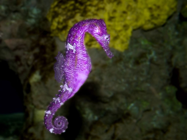 A purple seahorse framed against some lime-coloured looking rocks, just bimbling about minding its own business.