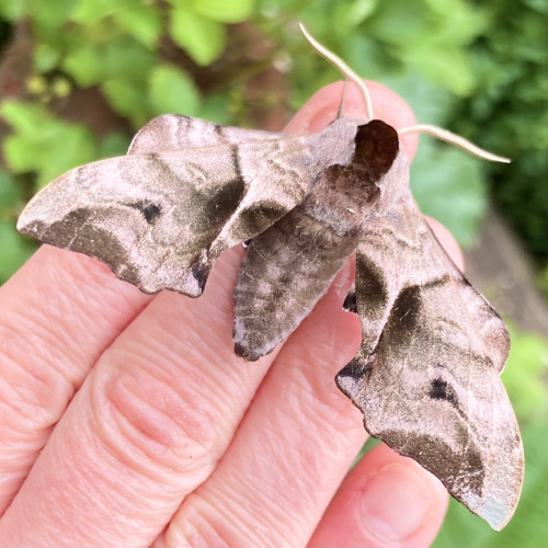 a large angular-winged moth on the back of fingers. Its wingspan covers all four fingers. It is largely grey with a black head and some dark marking on the inner edge of its forewings. Its wings are large and a little clothes hanger shape, initially slope away from the head before forming a square shape at the bottom wing edge, and then sloping sharply hack up to the head. It has two creamy, feathered antennae. The background is blurred green vegetation.