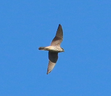 A Merlin with spread wings against a blue sky. This relative robust and strong looking bird is grey/white as seen from below, with some brownish stripes on the breast, and a lot of brown stripes on the wings. Some black can be seen on top of the head. 