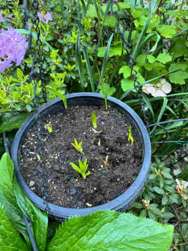 Hanging planter with several groups of green leaves poking up. The ones in the front are more grouped and compact with smooth texture. The ones in the back are longer and thinner with a lined texture like crocosmia leaves. 