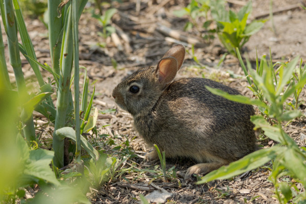 a round baby bunny sitting amongst some sparse green plants on dirt and woodchips