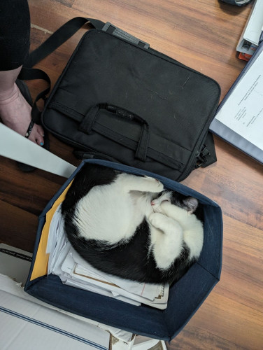 A black and white tuxedo cat named Penguin sleeping in a storage tote. My wife's briefcase is also visible.