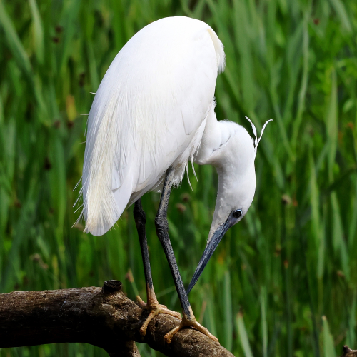 A Little Egret (Egretta garzetta) standing on a branch, facing towards the right with head lowered and its beak almost touching its feet; in the background the leaves of irises and rushes can be seen. The Little Egret is one of the smaller members of the heron family, and has a long bill, neck, and legs but a short tail. Its plumage is white with hints of yellow on the lower back, and there are plumes on the head with many more at the bottom of the chest and the lower back. Its eye is a pale colour with a black pupil and rim, is beak is black, with hints of blue on this one, especially at the base; an area from the beak up to and immediately around the eye is also blueish in colour. The legs are black, but the feet are yellow.