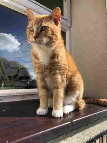 An orange cat sitting on a window ledge 