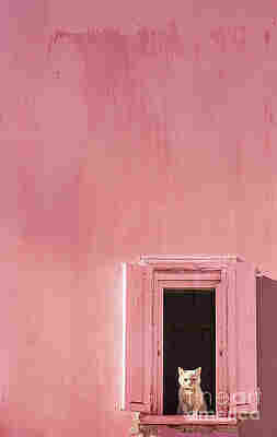 Painting of a light pink coloured wall wiith a light pink window right below in the painting, with black inside and a white cat sitting on the windowsill. 