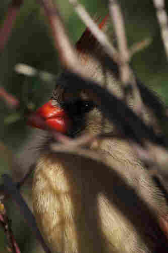 A female northern cardinal with a bright red beak and streaked red head tuft in close profile partially obscured by branches as sun shines through them casting shadows over her