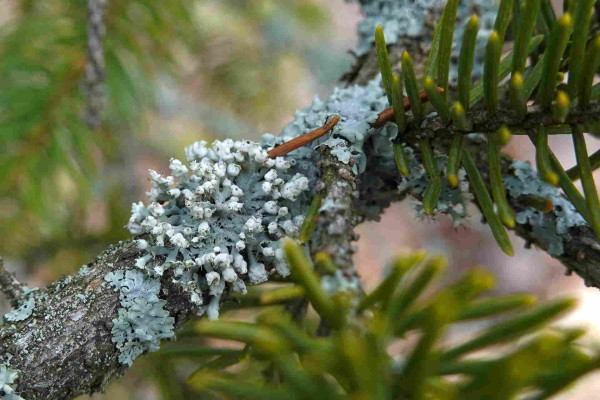 A ball-shaped blue-grey rosette lichen growing on a small fir branch.
The lichen has white helmet-shaped tips on the lobes with long marginal cilia.
Blurred trees in the background.