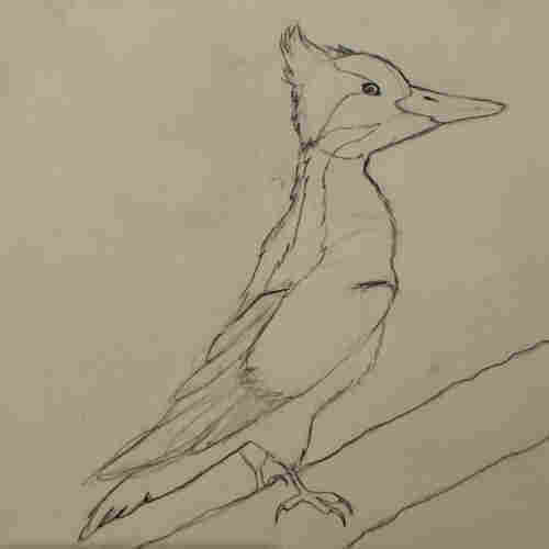 Drawing of the Cvkvlv (ivory-billed woodpecker)
