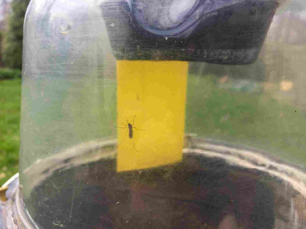 Photograph of mosquito inside a clear plastic container, backlit by a yellow card suspended from a black funnel.