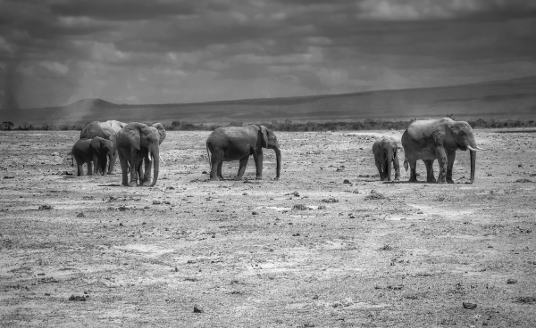 This is a black and white photo of 6 elephants standing on the arid and parched landscape of Amboseli National Park, Kenya