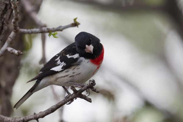 Rose-breasted grosbeak - a medium sized songbird with a white breast and belly, a black back and head, and a bright red chest patch, perched on a branch toward the camera.