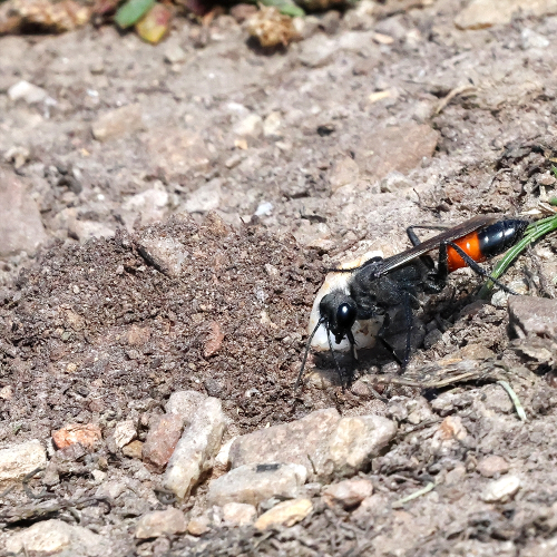 A Hairy Sand Wasp (Podalonia hirsuta), standing by the entrance to the burrow she was in the process of digging. The wasp is on the right of the image, facing towards the left. About two centimetres long, she is mostly black in colour, but the front half of her abdomen is red. Her head and thorax are quite hairy, the abdomen is much less so and has a reflective surface. She is in a patch of bare, sandy soil, into which her burrow has been excavated; the entrance is immediately to the left of her head and drooping antennae. We can't see the entrance but in front of it (above it in this image) we can see the fan-shaped spoil heap of material that has been excavated.