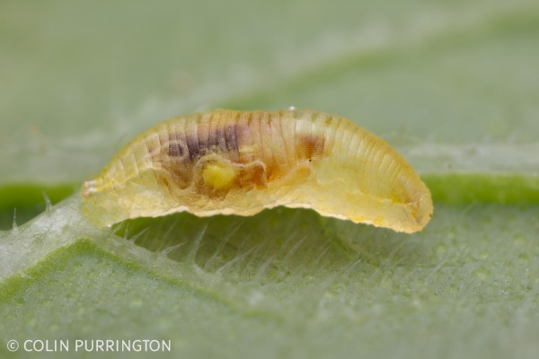 Photograph of a plump, ridged, pale yellow, semi-transparent larva with various ducts and organs visible within.