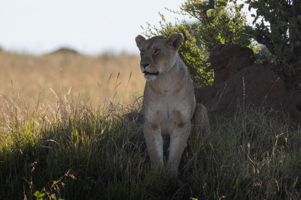 A lioness sitting on grass by a termite mound, with bushes and grassland in the background.