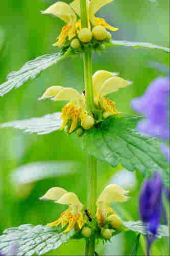 A nettle-like plant with hooded yellow flowers at each juncture between stem and leaves against a backdrop of blurry green foliage and purple-blue bluebell flowers. There's a small black ant climbing up the stem, which is currently at the lowest of the three rows of flowers