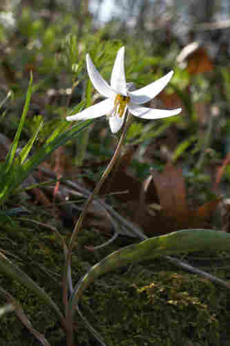 A nodding white flower with six slender petals bent upwards into a curved crown shape. The bloom catches the low morning sun and glows bright white like a star. The rest of the plant - two mottled leaves at its base - and the surrounding forest floor are wreathed in shadow.