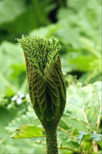 A spiky leaf, still folded up into a goblet shape and with its spiky veins showing on the outside atop the spiky stem that lifts it up above the ground. In the background are blurry fully-opened leaves from the same plant