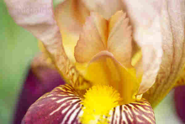 Macro photograph of a maroon and orange Iris flower - A close-up captures the delicate details of an iris flower, highlighting its vibrant colors and intricate patterns. The shades of purple, yellow, and orange blend beautifully, with a soft focus enhancing the flower's natural elegance. One of the Iris flowers meaning is a positive change.  Artist Iris Richardson, Gallery Pixel for prints and home goods, Pictorem Prints and Puzzles, ArtHero for Europe.