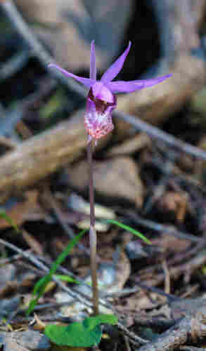 Western fairy-slipper orchid. A single bloom on a thin stem , maybe 8 inches tall. Flower has 6 thin purple petals above the orchid's purple, pink speckled labellum.