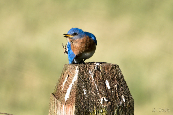 A small bird on a fence post stands on a fence post, and lowers on wing so that they can bring a foot up to scratch at the lowered wing and the side of the neck. The bird looks lopsided and strange, like it has a sweater on sideways.