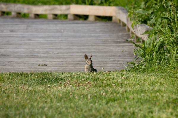 A small grey rabbit sitting in front of a boardwalk path as if to block traffic from getting on the path. They are sitting upright with ears sticking up and a kind of grumpy expression on their face. In the foreground is a mown turf grass path and there are tall green plants at the edge of the path 