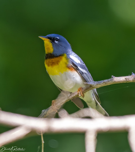 Small bird with yellow throat, blue head, rust and yellow chest band, and white belly perched on a dead twig