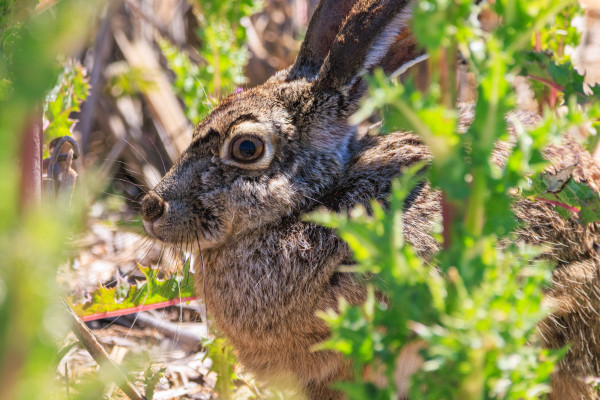 A black-tailed jackrabbit crouches behind thistle plants.