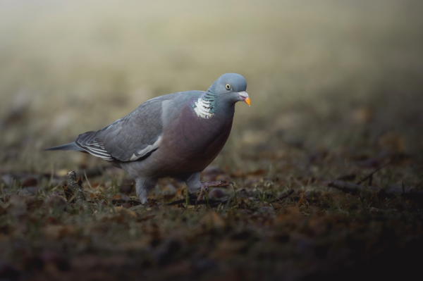  Wood pigeon walking on grass, from the left of the frame towards the right, slightly facing the camera. The pigeon has a light gray body, darker gray wings, a purple-ish chest, green and white on the neck, and a bright orange and red beak. There’s soft hazy yellow light coming from the top left of the picture, and the bottom right is a bit in shadows.