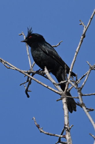 An all black Phainopepla is perched on a bare branch looking to the left. The all black robin-sized bird is showing a wispy crest and a red beady eye.