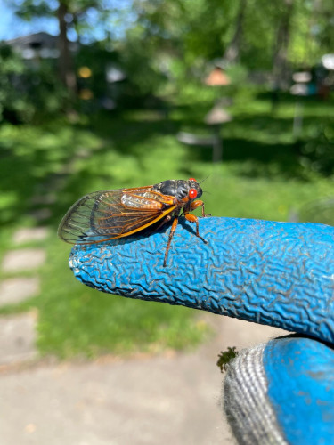 A black and orange periodical cicada with bright red eyes standing on a blue gardening glove in front of a green yard