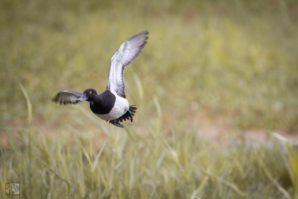 a black and white duck in flight