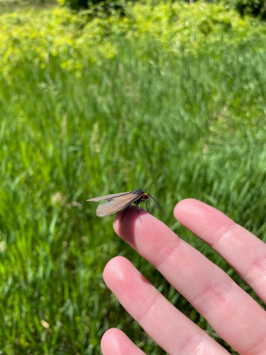 A medium sized moth with brown wings, an iridescent blue back and bright orange head with large frilly antennae sitting on my finger in front of lots of tall green grasses