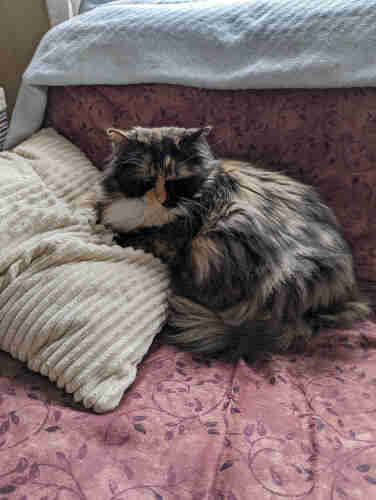 Calico fluffy cat on futon sofa, lounging on squishy cream colored pillow