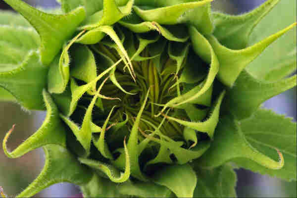 A head-on photo of a sunflower flower, not yet open. The petals are visible curled around like a mini cyclone behind inward-arching green hairy protective leaves
