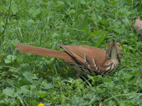 Brown thrasher among some grass and weeds. They are viewed from the side, with their body leaning to the camera's right. Their neck is turned toward the camera and their beak is raised high as if they looking at something above the camera.