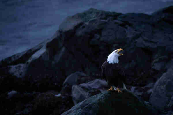 An eagle screams, sitting on the black rocks along the Pacific Ocean.