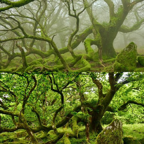 A collage  of the same tree in wintry fog and summer,
