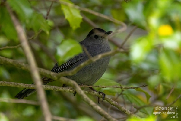 Perched cautiously in the depths of a bush, a black-capped, gray songbird peers out at the camera.