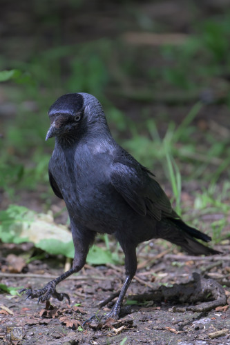 A Jackdaw marching across the woodland floor