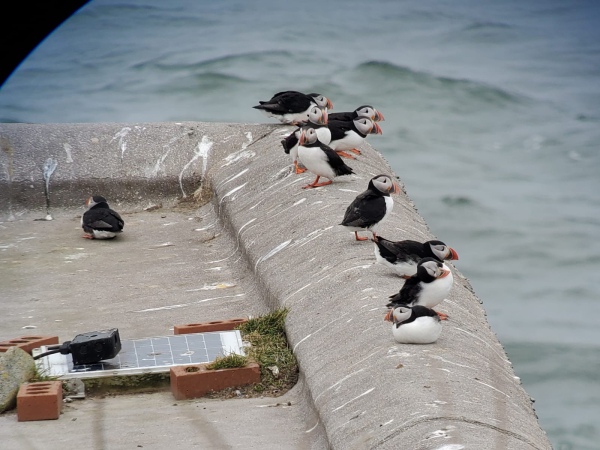 9 puffins sit on the raised edge of a guano-dappled rooftop overlooking the sea. On the lower part of the roof sits a 10th with it's back to the camera. All the puffins are different poses, some stood, some sitting, one lying down and looking quite rotund