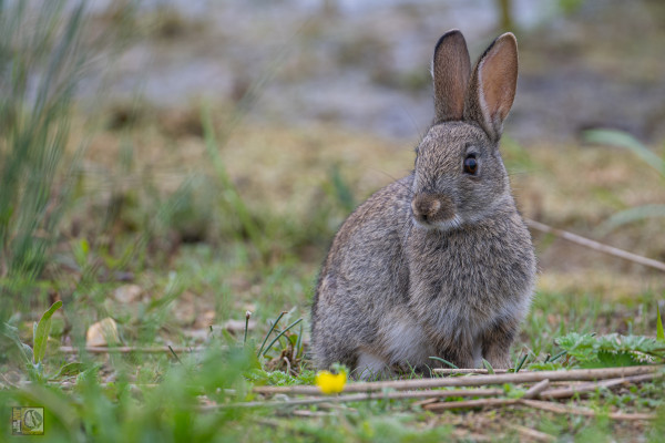 a rabbit sat on the grass looking at a buttercup