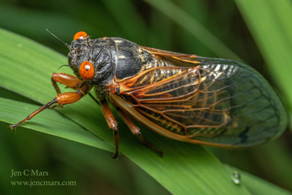 Photo of a periodical cicada - a bug with a black body, red eyes, and orange legs and wings - standing on a blade of green grass.