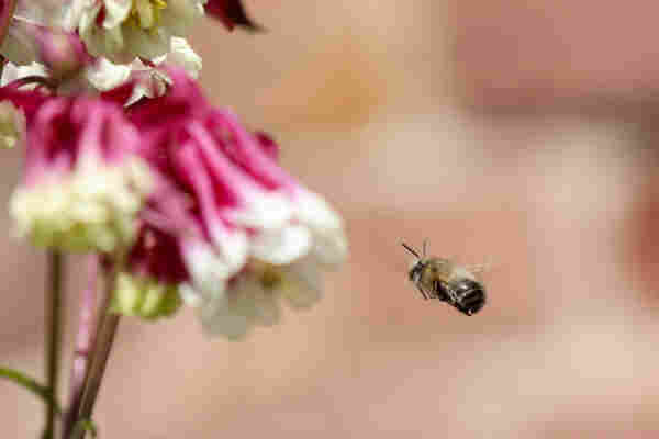 A furry bee flies towards a pink and white flower. A blurry stone Wall is visible in the background.
