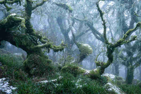Bosque neblinoso de árboles bajos y poderosas ramas cubiertas de musgo.
