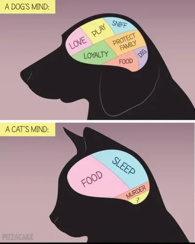 Two diagrams of a dog and cat brain with labels. Dog has several labels like loyalty and love. Cat only has eat, sleep, murder, and a question mark.
