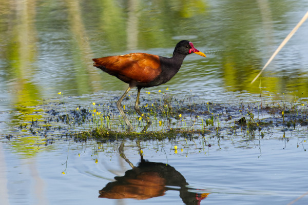 Ein Rotstirn-Blatthühnchen (Jacana jacana) läuft über einen schwimmenden Pflanzenteppich in einem ruhigen Gewässer.