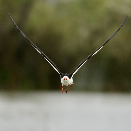 A black skimmer in flight, approaching the viewer 